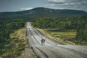 Forest Animal Prints: Reindeer on the road