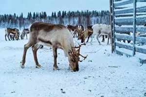 Yllas Prints: Reindeer in the snow in Finnish Lapland