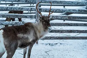 Yllas Prints: Reindeer in the snow in Finnish Lapland