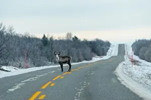 Caribou Prints: Reindeer in the Wild - Norway