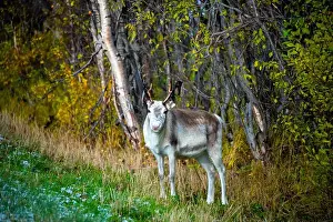 Caribou Prints: Reindeer in the Wild - Norway