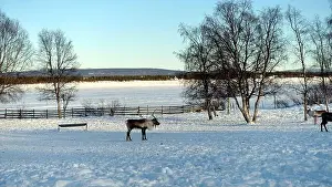 Reindeer Prints: Reindeers rest in the north of Sweden full of snow