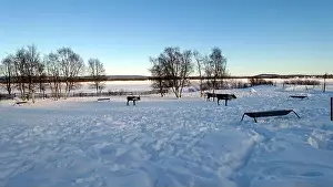 Reindeer Prints: Reindeers rest in the north of Sweden full of snow