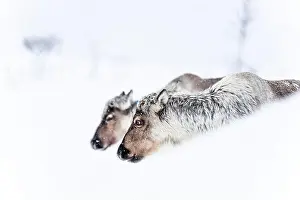 Northern Norway Prints: Reindeers in the snowy winter landscape