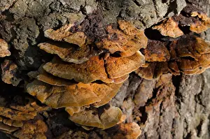Toadstool Prints: Reishi Mushroom (Ganoderma lucidum) in the forest, Sofia, Bulgaria