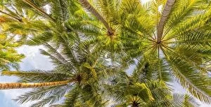 Images Dated 1st November 2019: Relaxing green jungle of lush palm leaves, palm trees in exotic tropical forest