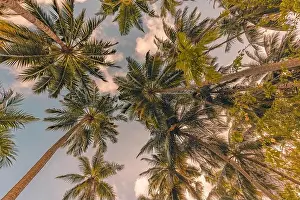 Relaxing sunset on beach. Palm trees with sky as exotic tropical nature pattern. Natural texture of palm trees leaves on sunset sky. Beauty in nature
