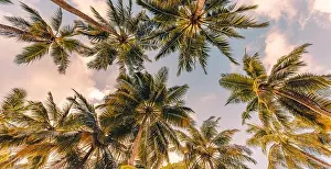 Relaxing sunset on beach. Palm trees with sky as exotic tropical nature pattern. Natural texture of palm trees leaves on sunset sky. Beauty in nature