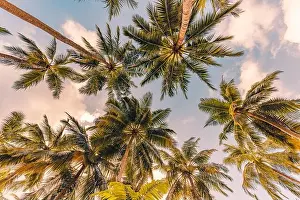 Relaxing sunset on beach. Palm trees with sky as exotic tropical nature pattern. Natural texture of palm trees leaves on sunset sky. Beauty in nature