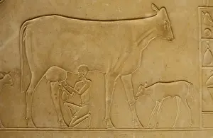 Cairo Egypt Prints: Relief stone carving of man milking cow with calf tethered nearby Egyptian Museum of Antiquities Cairo Egypt