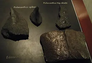 Armored Prints: Remains of Polacanthus and Edmontonia