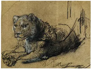 Resting Prints: Rembrandt's study of a young lion resting demonstrates his skill in capturing the natural form