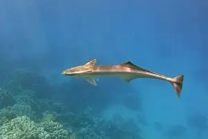 New Caledonia Prints: Remora fish swimming alone in the blue sea