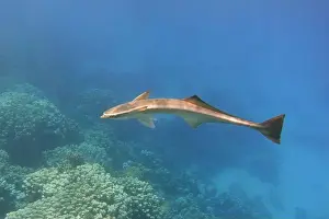 New Caledonia Prints: Remora fish swimming in the blue sea