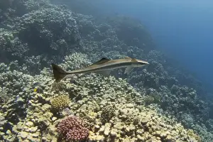 New Caledonia Prints: Remora fish swimming in the blue tropical sea