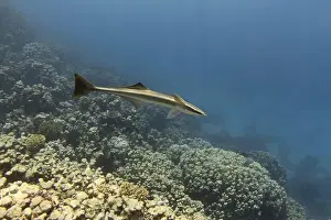 New Caledonia Prints: Remora fish swimming in the blue tropical sea