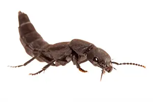 Ward Prints: rendered photo of a Devil's coach-horse beetle on a white background