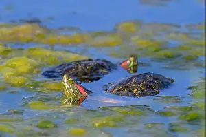 Terrapin Prints: A rendezvous of Red-eared slider turtles (Trachemys scripta elegans) in a swampy lake