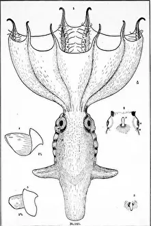 Report on the cephalopods of the northeastern coast of America [microform]