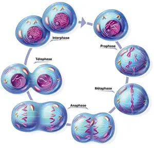 Representation of the different stages of mitosis: prophase where the chromatin of the nucleus of the mother cell is organized into 46 pairs