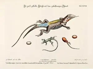 Gecko Prints: Reptile illustration - The Lizard - Antique plate of the dutch book: Collection of foreign and rare birds