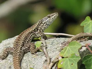 Claw Prints: reptile lizard animal camouflage motionless predatory observation