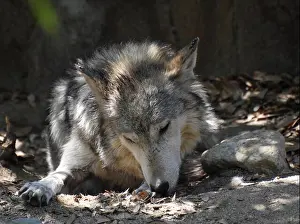 Wolf Prints: Resting gray wolf with his head down sleeping