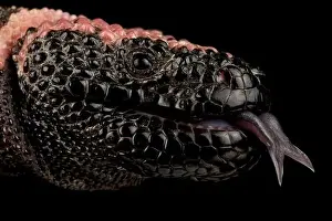 Forked Tongue Prints: Reticulated gila monster (Heloderma suspectum cinctum)