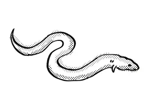 Retro cartoon line drawing style drawing of a European Eel, an endangered wildlife species on isolated background done in black and white full body