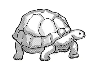 Monoline Prints: Retro cartoon mono line style drawing of a Galapagos Tortoise or Geochelone Nigra