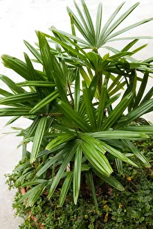 House Plant Prints: Rhapsis excelsa, Lady Palm