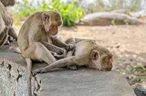 Macaque Prints: Rhesus macaques grooming at the bottom of the hill Wat Khao Takiap or Chopsticks Hill