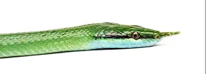 Ratsnake Prints: Rhino rat snake head, Rhynchophis boulengeri, isolated