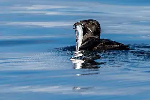 Creatures Prints: Rhinoceros Auklet with a fresh sand lance — one of the most important forage fish in our ecosystem