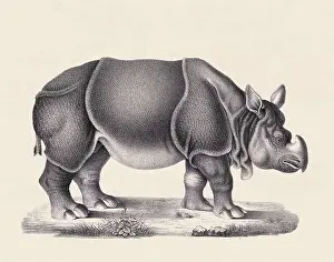 Rhinoceros illustration. Pencil sketch of a rhinoceros isolated on an aged beige background