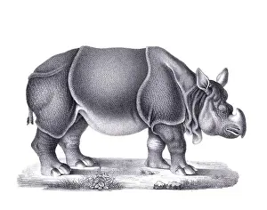 Soft Tones Prints: Rhinoceros illustration. Pencil sketch of a rhinoceros isolated on a plain white background