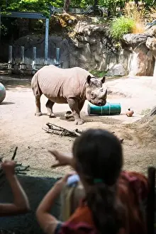Rhinoceros Prints: Rhinoceros, or a Rhino, at the Oregon Zoo at Portland Oregon, USA