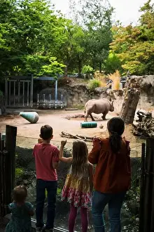 Rhinoceros Prints: Rhinoceros, or a Rhino, at the Oregon Zoo at Portland Oregon, USA