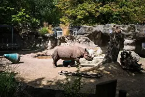 Rhinoceros Prints: Rhinoceros, or a Rhino, at the Oregon Zoo at Portland Oregon, USA