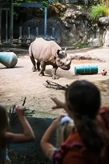 Rhinoceros Prints: Rhinoceros, or a Rhino, at the Oregon Zoo at Portland Oregon, USA