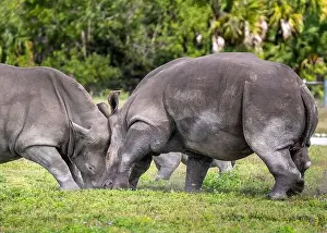 Nurturing Prints: Two rhinos fighting head to head