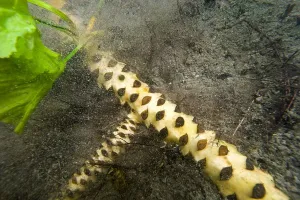 Trouble Prints: The rhizome of a yellow water-lily (Nuphar lutea)