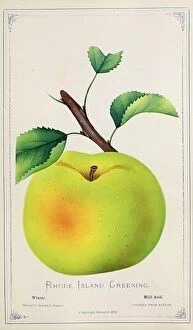 Images Dated 16th January 2020: The Rhode Island Greening is an American apple variety and the official fruit of the state of