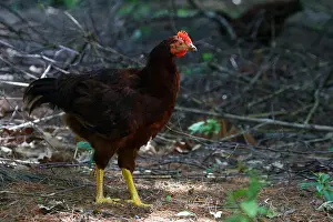 Rhode Island Prints: Rhode Island Red Hen