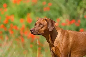 Canis Prints: Rhodesian Ridgeback Portrait