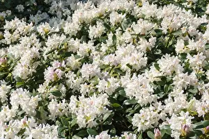 Rhododendron Prints: Rhododendron flower White Cunningham big beautiful blooming bush, floral background