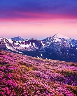 Images Dated 12th June 2014: Rhododendron flowers covered mountains meadow in summer time