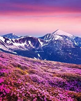 Images Dated 12th June 2014: Rhododendron flowers covered mountains meadow in summer time