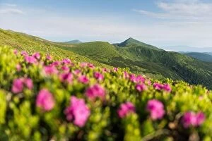 Images Dated 21st June 2019: Rhododendron flowers covered mountains meadow in summer time. Landscape photography