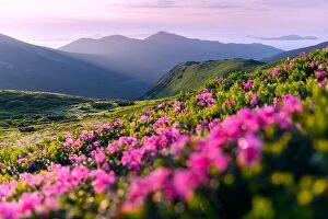 Images Dated 23rd June 2019: Rhododendron flowers covered mountains meadow in summer time